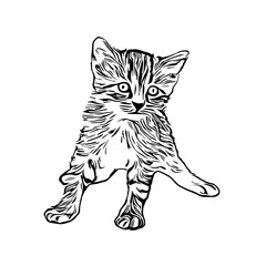 sketch of a cat with a transparent background