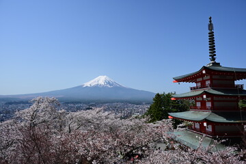 富士山と桜（新倉山浅間公園）

