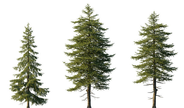 Larix decidua the European larch tree frontal set evergreen pinaceae needled tree isolated png medium and small on a transparent background premium cutout