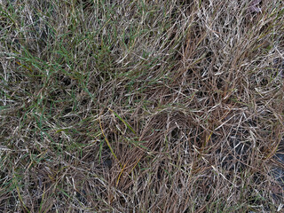 Dry yellow brown grass as background flat lay, drought concept