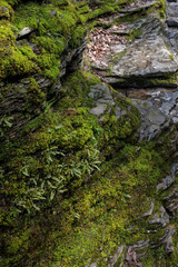 Moss on Rock