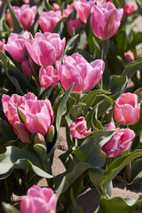 Tulip Happy Family flowers in pink color texture background