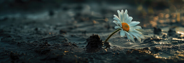 A solitary daisy against dark, wet soil and a sky draped in shadows, symbolizing purity and perseverance, - obrazy, fototapety, plakaty