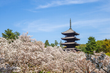 Five storied pagoda of Ninnaji temple in Kyoto, Kansai, Japan
