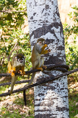 Two squirrel monkeys (Saimiri sciureus) are sitting on a rope at the zoo