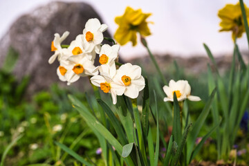 closeup view of a group of spring white daffodils (narcissus tazetta) with yellow corona