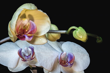 Highly detailed image of phalaenopsis orchid flowers with water droplets. Beautiful flower on a...