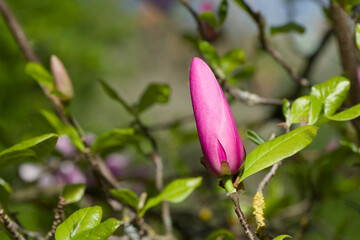 a pink magnolia bud close-up © in_colors