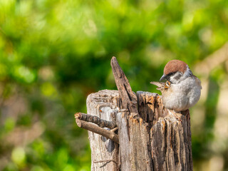 木にとまるスズメ