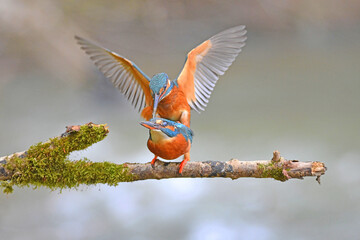 Eisvogel Paarung