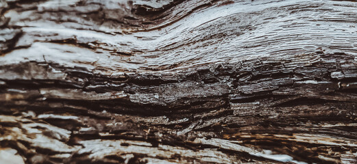 Relief texture of the dark brown bark of a tree. Horizontal photo of a tree bark texture
