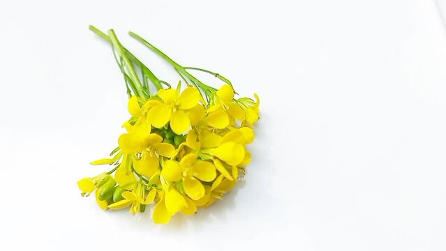 Mustard flower isolated on white background