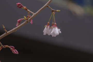 四ツ谷駅前に桜が咲く
