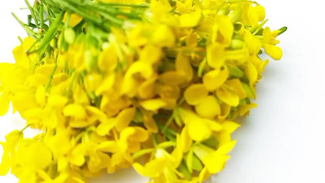 Mustard flower isolated on white background