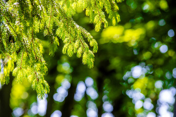 Spruce branches on a green natural background
