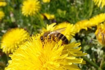 A bee collects nectar and pollen from a blooming dandelion to make honey and food for the bees in...
