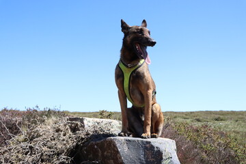 Belgian Malinois shepherd dog with yellow harness on the route through the Asturian mountains of...