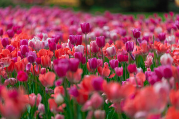 Field of colorful tulips. Spring blossoms in the city. Flower show in the heart of the spring park....