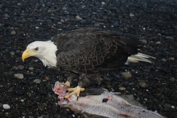 Bald Eagle Eating Halibut