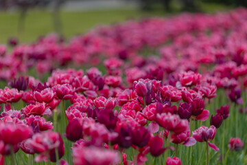 Field of colorful tulips. Spring blossoms in the city. Flower show in the heart of the spring park. Close-up. Macro, Selective focus in photography. Wallpaper