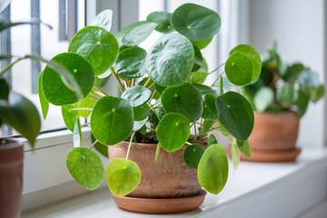 Pilea peperomioides in terracotta pot, lush bush with several potted Chinese money plant on...