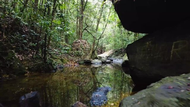 drone overflight low water in the jungle, 4k
