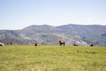 high mountain pastures with cows in Asturias