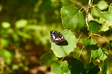 Sylvain azure butterfly on a green leaf      