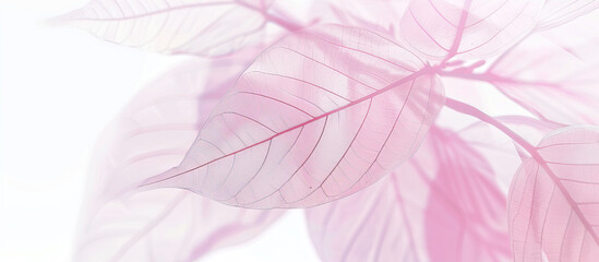 Transparent pink leaves closeup on white background
