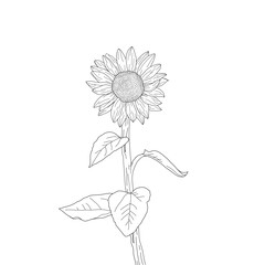 hand drawn sunflower. sunflower hand drawing. sketch sunflower. sunflower doodle. sunflower line art.