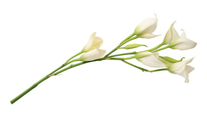 white flowers stalk isolated on transparent background cutout - obrazy, fototapety, plakaty