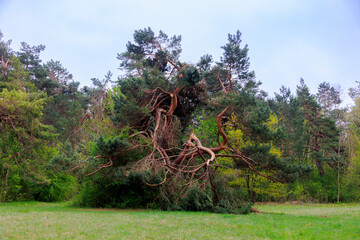 Crippled pine tree in the Dürrenast Heath in the city forest of the Fugger city of...