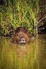 Beaver From Camarque Regional Park, France