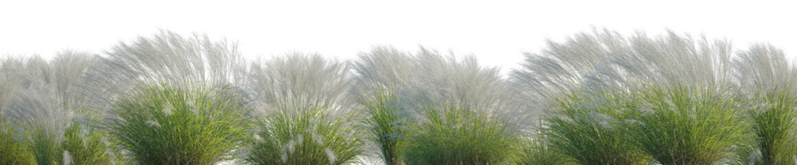 Calamagrostis acutiflora (Karl Foerster) grass field set isolated frontal on a white background...
