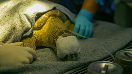 Close up of sick sea turtle in Laboratory and staff are treating a sick sea turtle at Sattahip Sea animal health care hospital. © Panwasin