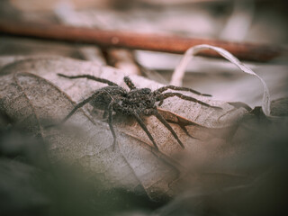 spider on a tree