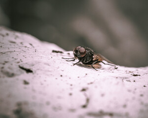 a closeup shot of a fly on a rock