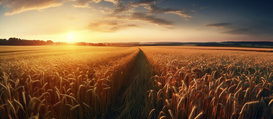 golden wheat field at sunset - obrazy, fototapety, plakaty