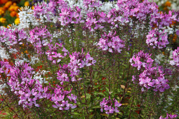 Spinnenblume oder Spinnenpflanze (Tarenaya hassleriana) Staude mit vielen Blüten 