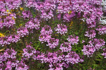 Spinnenblume oder Spinnenpflanze (Tarenaya hassleriana) Staude mit vielen Blüten 