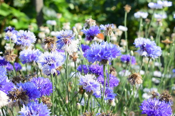 Obraz premium flowers in the garden