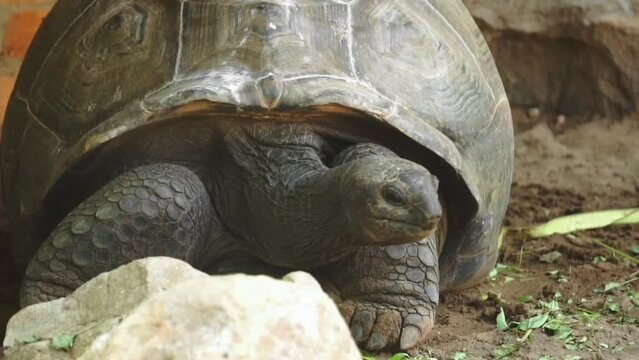 Aldabra giant tortoise eating plants. It is Living At The Madras Crocodile Bank Trust and Centre for Herpetology, ECR Chennai, Tamilnadu, South India.