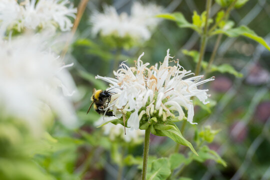 Gartenhummel (Bombus hortorum) auf Indianernessel (Monarda fistulosa) 'Schneewittchen' / Konzept: Insekten im Garten