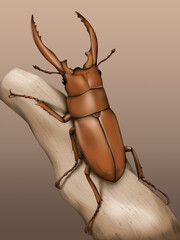 beetle