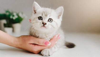 Happy kitten likes being stroked by woman's hand. The British Shorthair. Happy cute gray British short hair kitten likes being stroked by woman's hand on the chin, on modern home background. animals