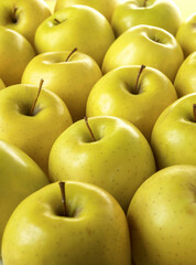 Group of yellow apples seen frontally