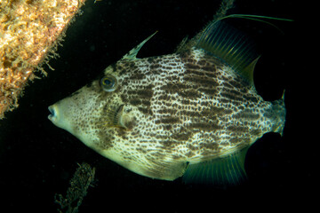 Close-up of Balistes capriscus under water