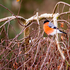 Eurasian bullfinch, Pyrrhula pyrrhula, sitting on a branch in winter