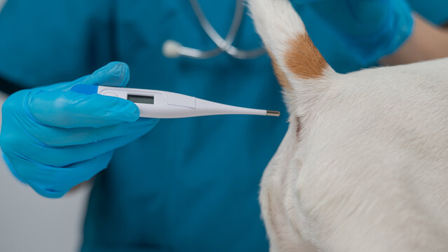 A veterinarian measures a dog's temperature rectally with an electronic thermometer.