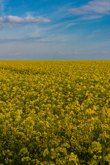 Obraz premium Brassica napus(Oilseed Rape)